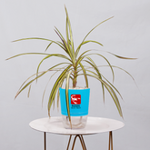 Dracaena marginata Madagascar multicolour
